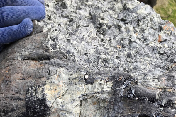 310 Million-year-old Tree Fossils to Reveal New Ancient Animals