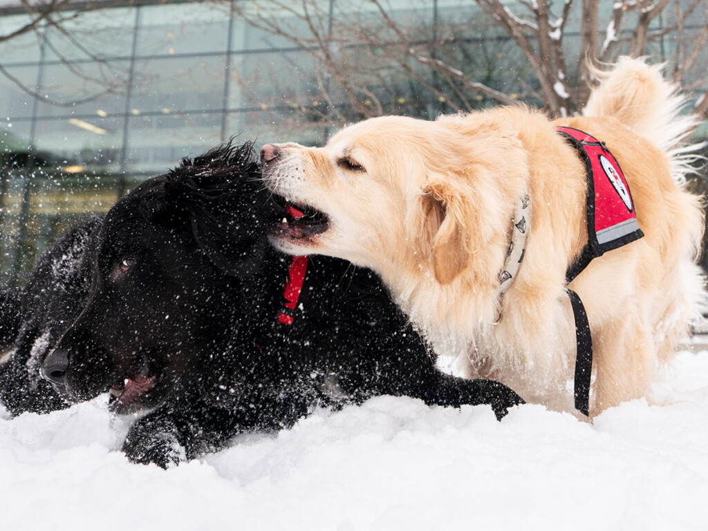 Two Carleton University Therapy Dogs play in the snow
