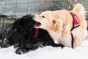 Two Carleton University Therapy Dogs play in the snow