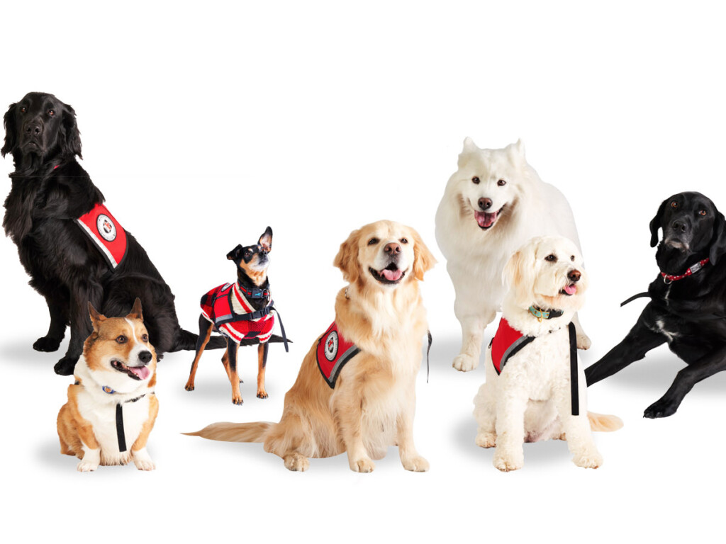 Carleton University Therapy Dogs