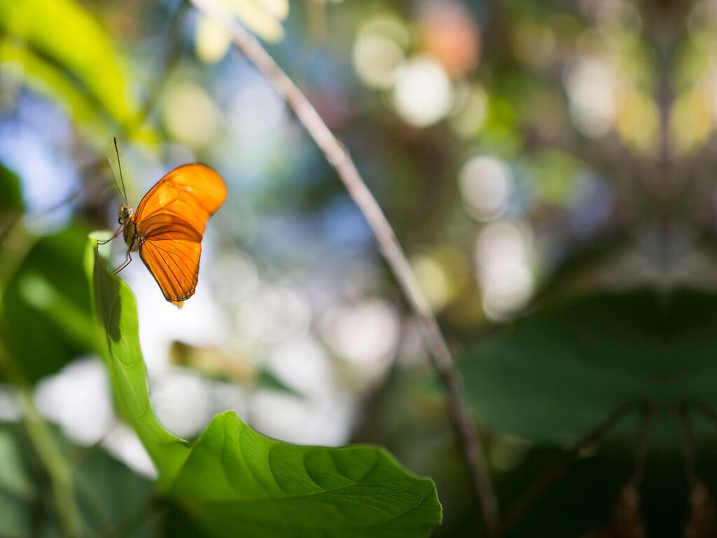 Twenty Years of Floating Beauties at Carleton Butterfly Show