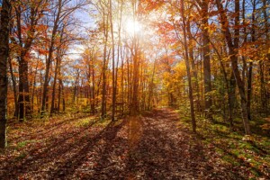 Sun shining through colorful leaves of autumn trees in fall forest and hiking trail at Algonquin Park, Ontario,