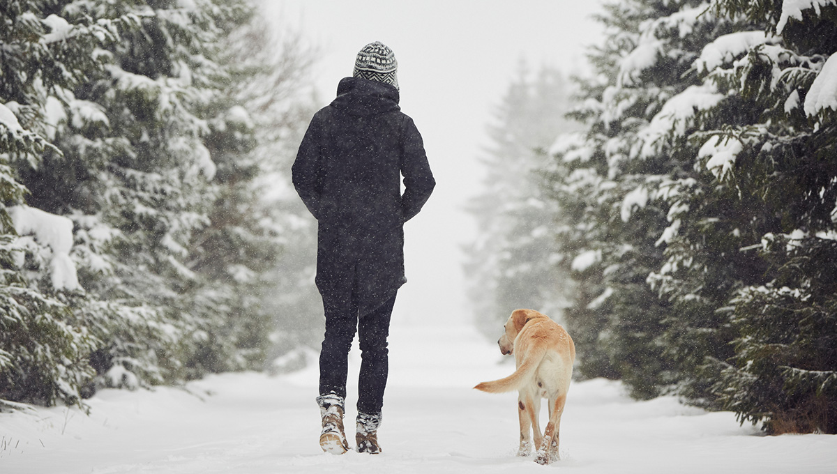 Man is playing with his yellow labrador retriever in winter landscape