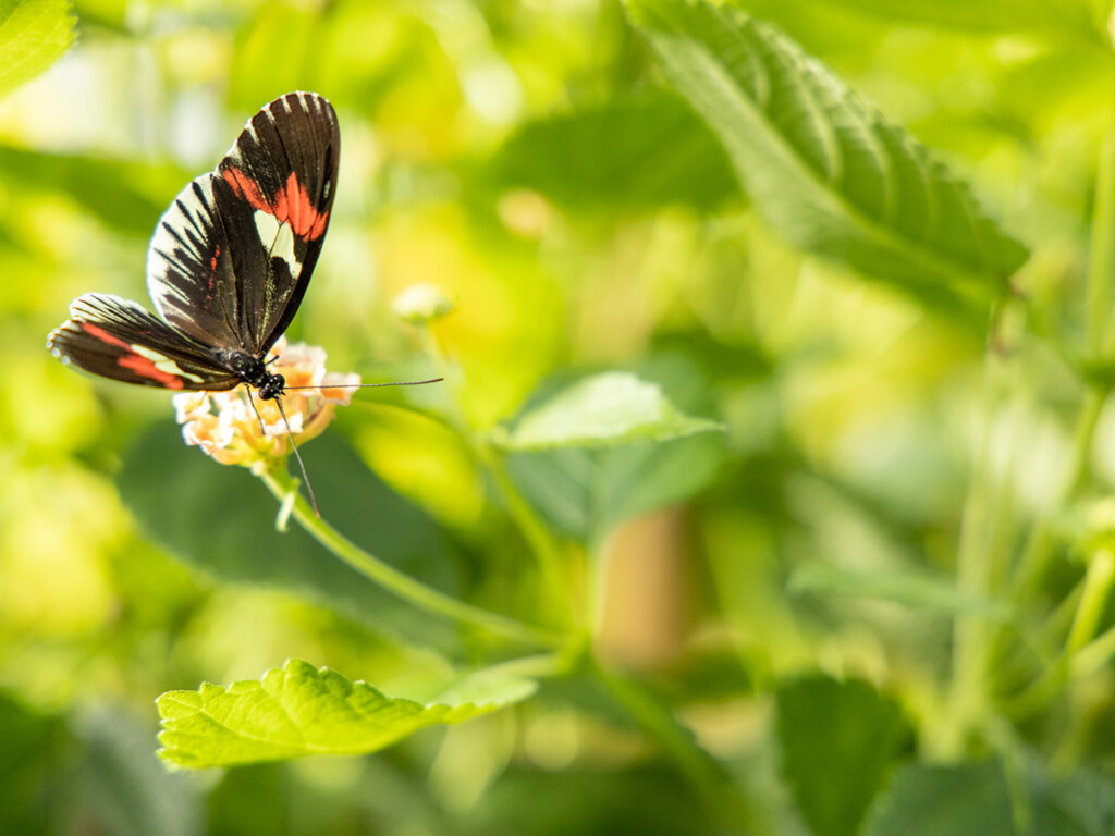 Virtual Biology Butterfly Show Comes in for a Landing