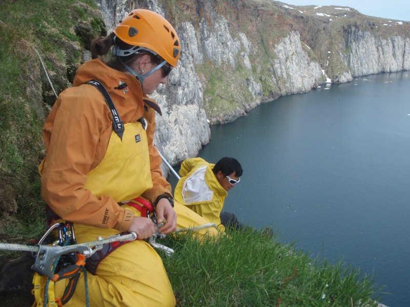 Christie Macdonald & Kerry Woo trap cliff nesting seabirds at Digges Island, Nunavik (J. Werner)