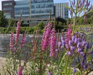 In the background are buildings on the Carleton University campus, and in the foreground are large pink and purple flowers.