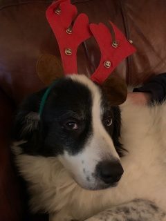 Bruce Hamm's dog, Mitsou, laying down while looking up at the camera, wearing a reindeer antler headband.