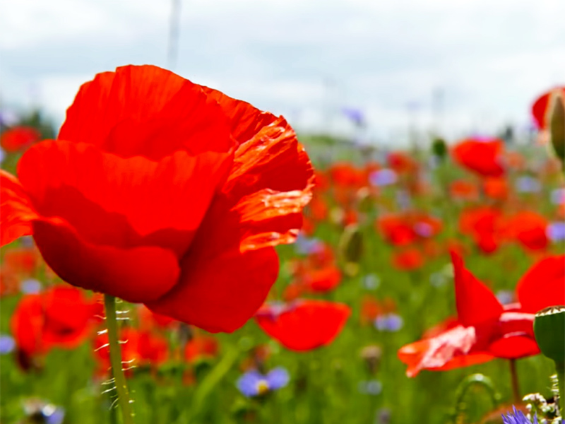 A poppy field
