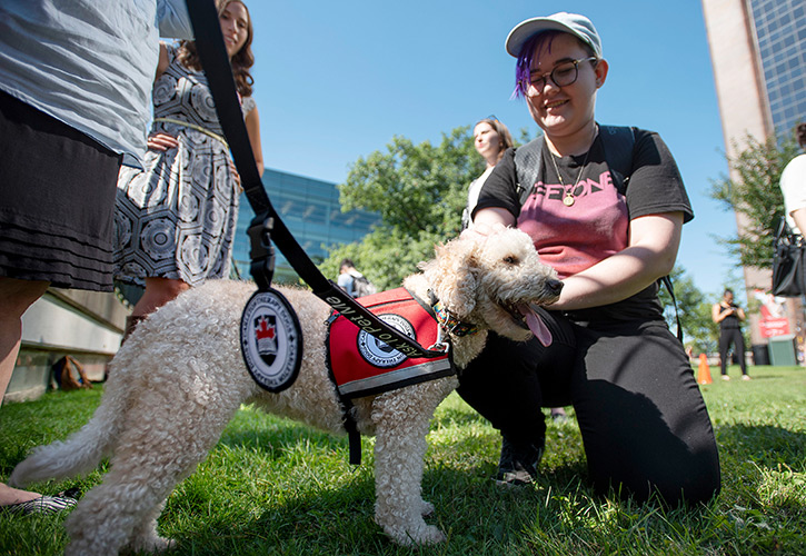 A Carleton therapy dog