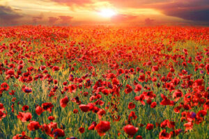 Poppy field
