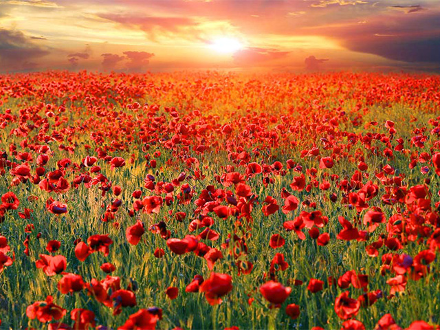 Poppy field