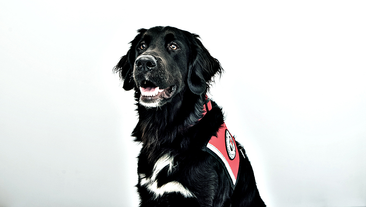 Therapy dog Murphy, the youngest therapy dog on campus