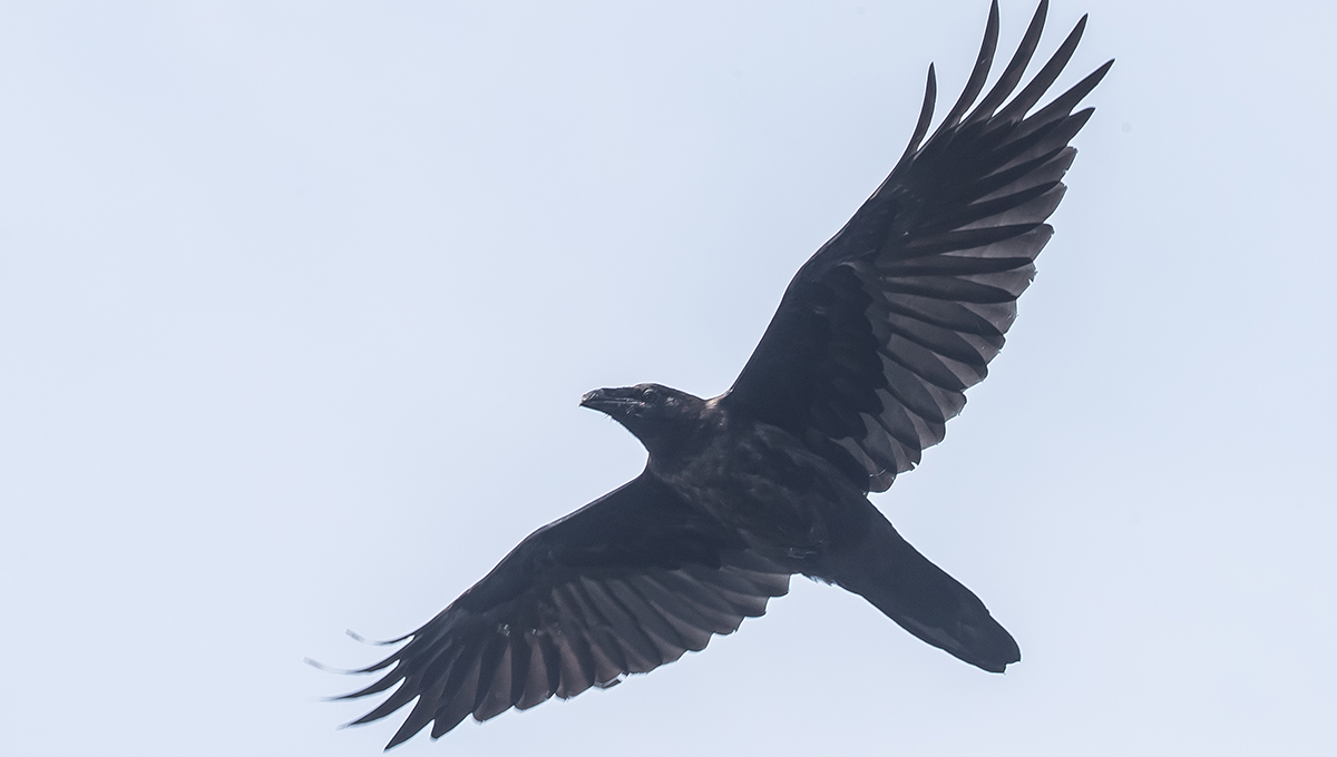 A raven flying