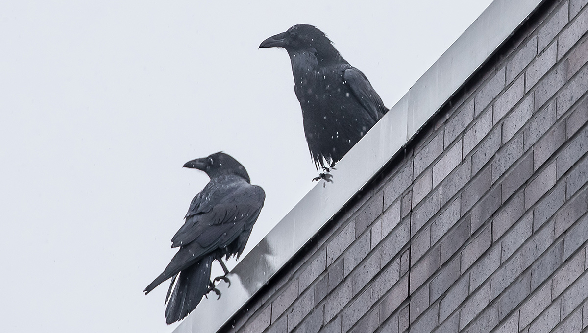 Ravens sitting on the ledge of a building roof.