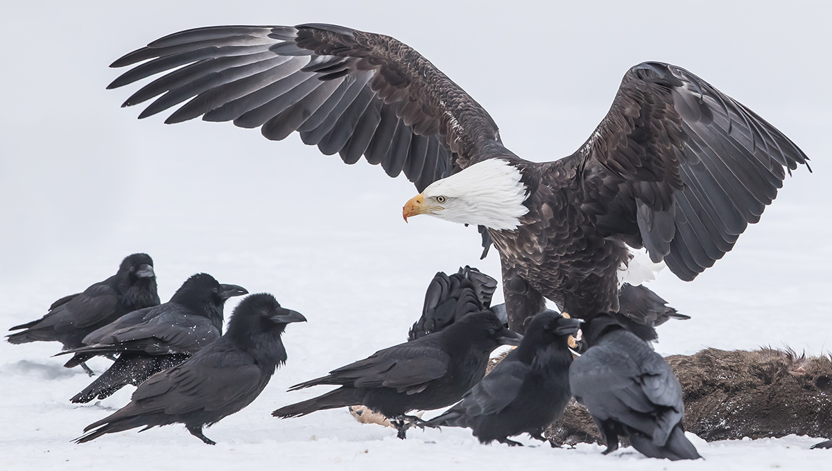 Ravens and an eagle eating a deer in winter.