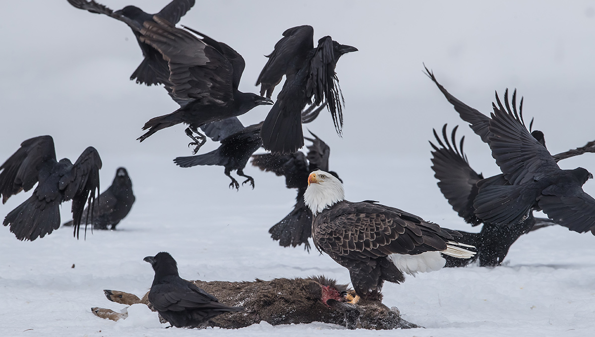 Ravens and an eagle eating a deer during winter.