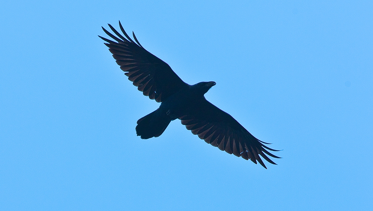 A raven flying
