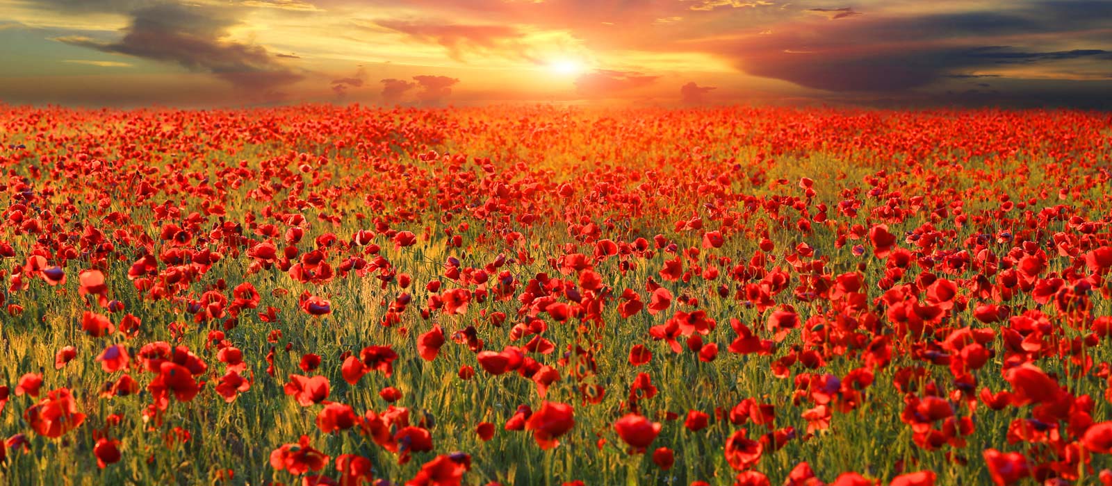Banner image for Remembrance Day