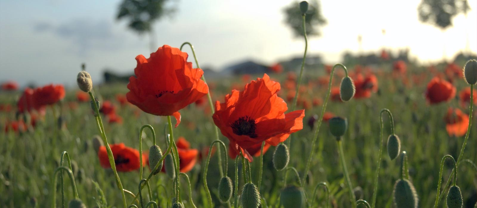 Banner image for Poppy History