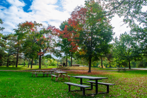 Picnic benches in a park with leaves falling in the autumn