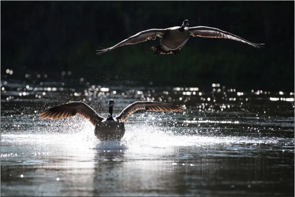Canada goose coming in for a landing on the Rideau River in Ottawa.