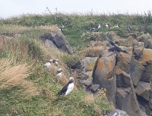 Puffins in a rocky landscape