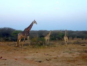 Tall giraffe and two younger ones.