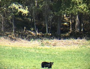 A black bear in a field looks back a the photographer across a field of grass. Forest in the background. A Canadian moment.