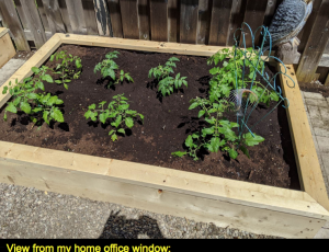 Tomatoe plants in a raised bed.