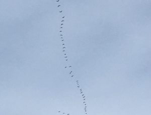 A line of geese fly north in a V.