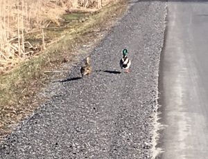 A male and female mallard duck walk away from the photographer along the side of a road. Quack!