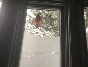 Cardinal at the window