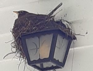 Sparrow sits in nest on top of front door light fixture.