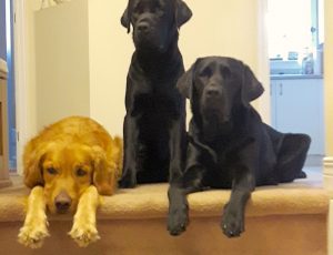 3 dogs at the top of the stairs.