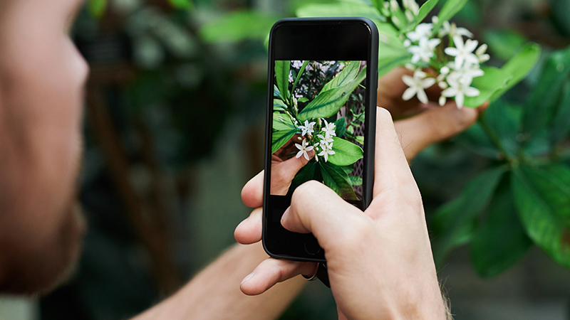 A hand holding a mobile phone which is taking a photo of a flower