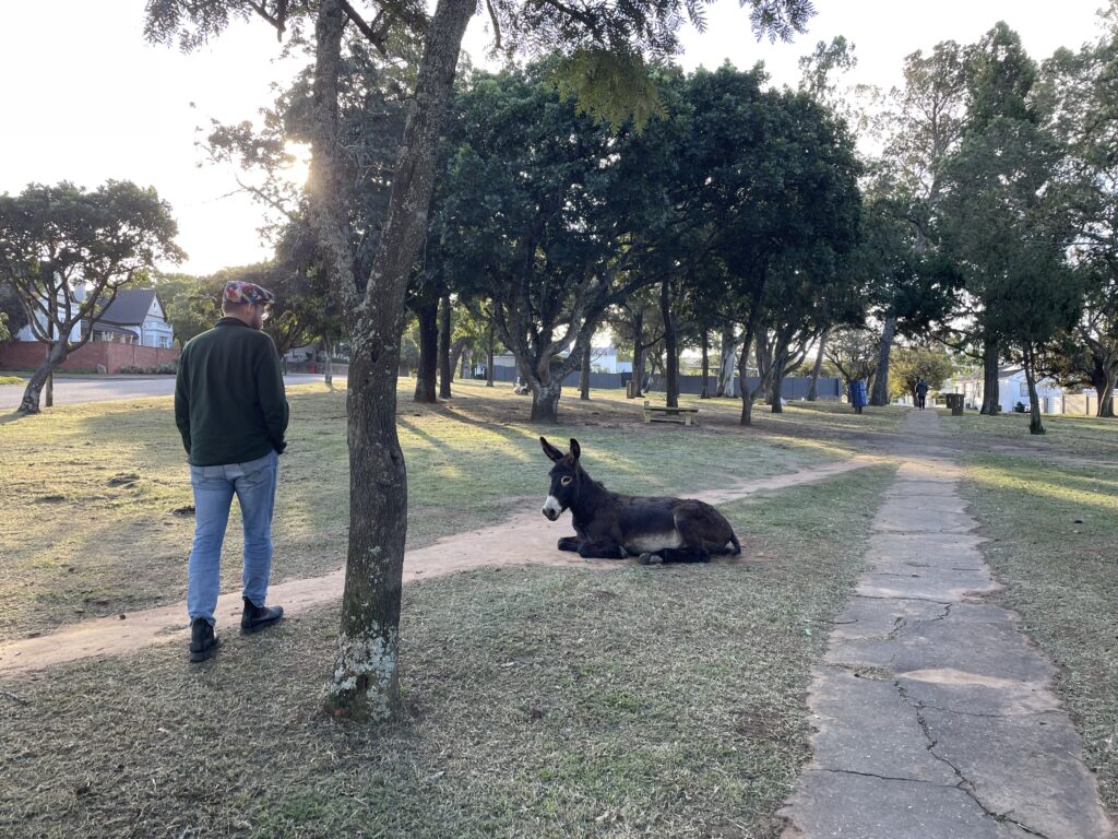 Image of Dr. Ian Copeland approaching a donkey in one of Makhanda's public parks.