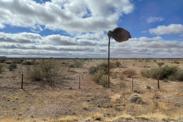 An image of a Sociable Weaver bird’s nest on the road from Keimoes to Kenhardt, NC.