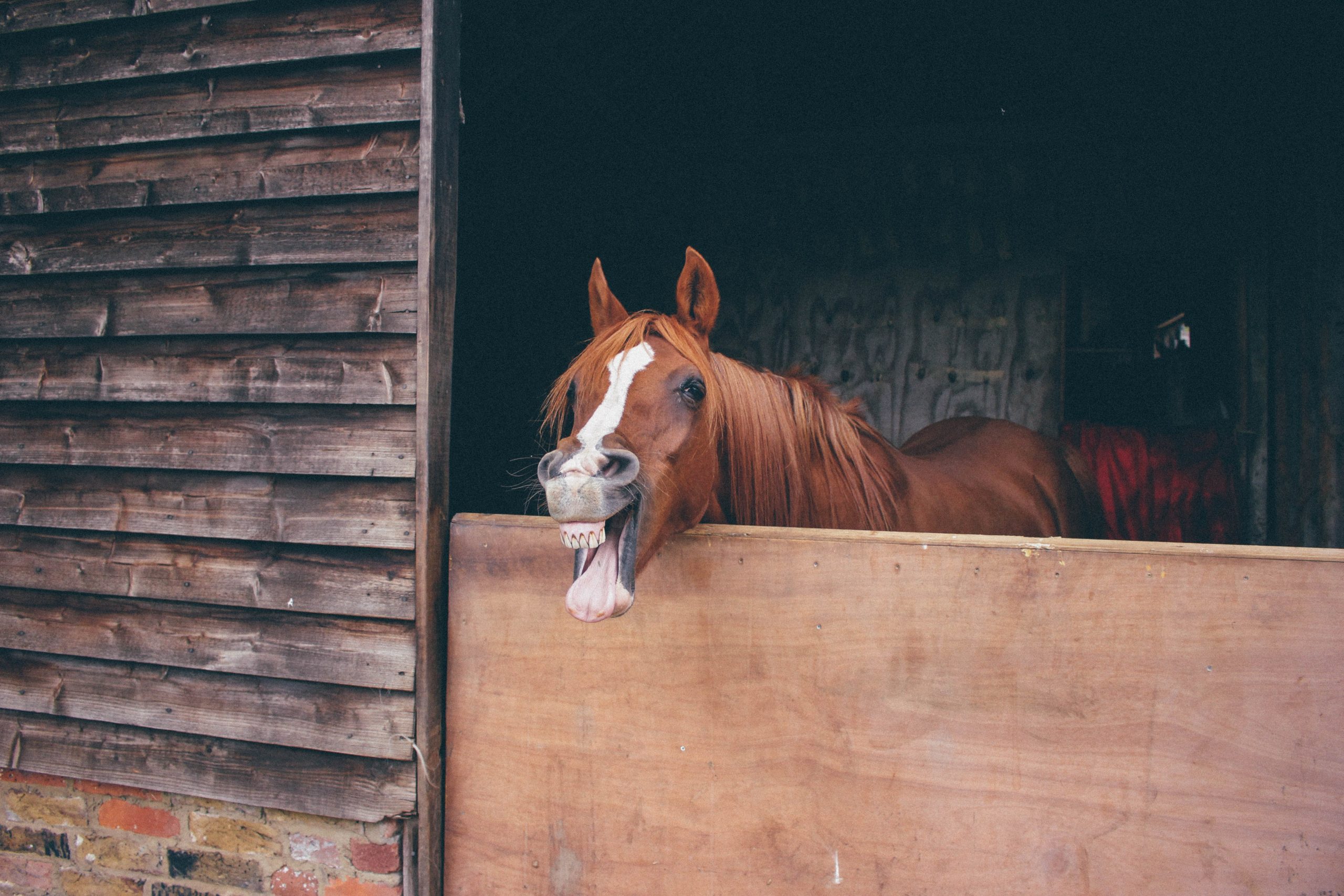 A horse in its stall with a funny expression