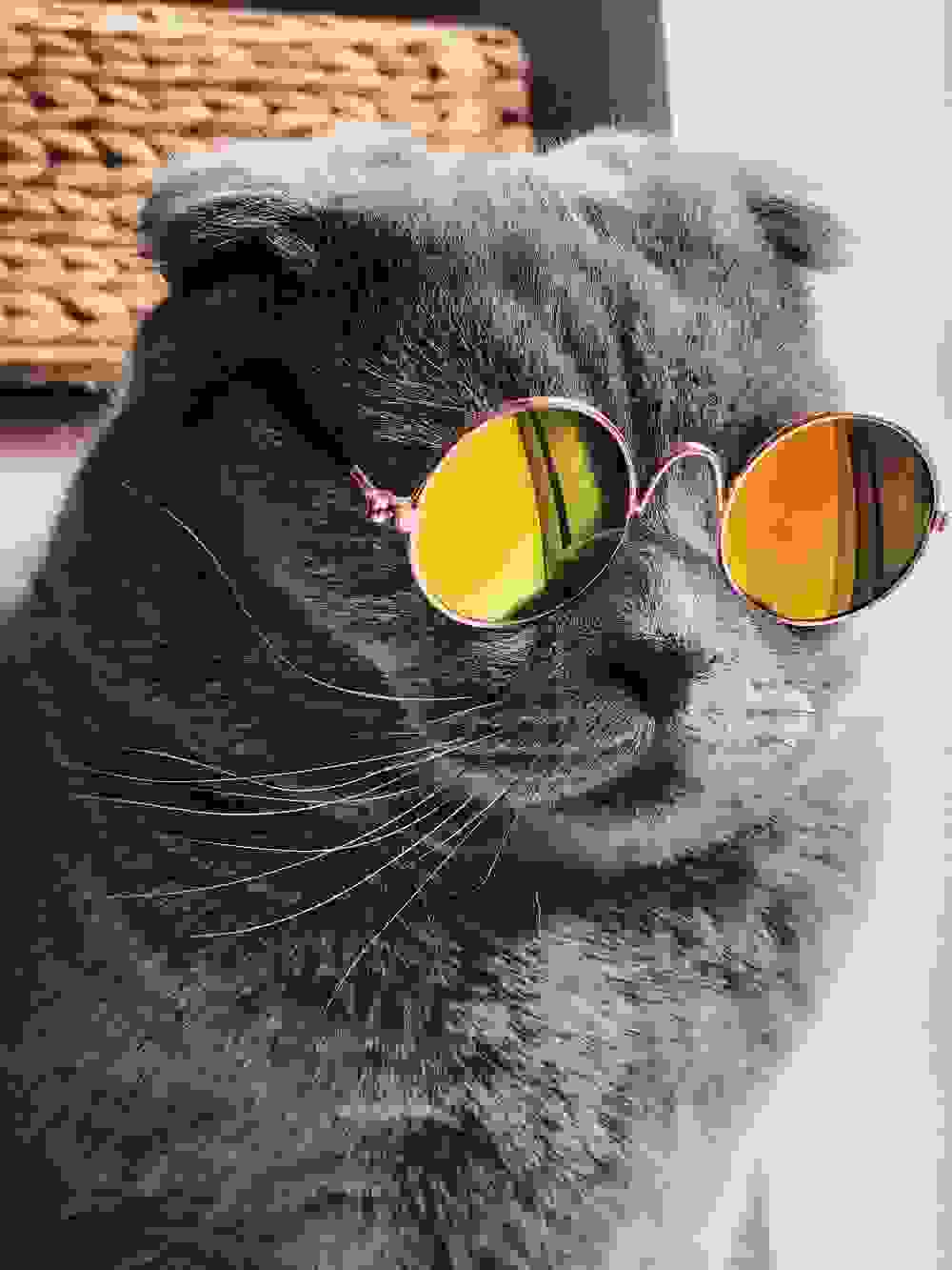 Cat in sunglasses - lowest quality