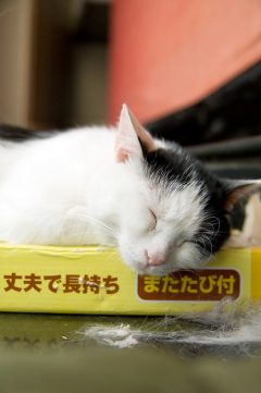 A cat sleeping on a book