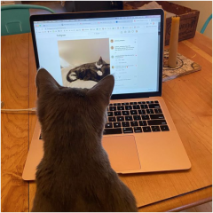 A grey cats sits, looking at the screen of a laptop