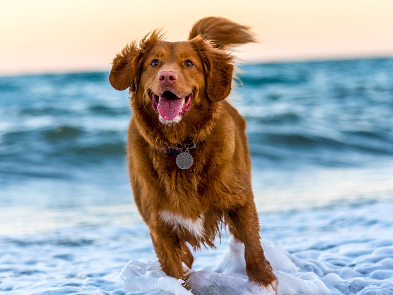Image depicts a dog running on a beach.
