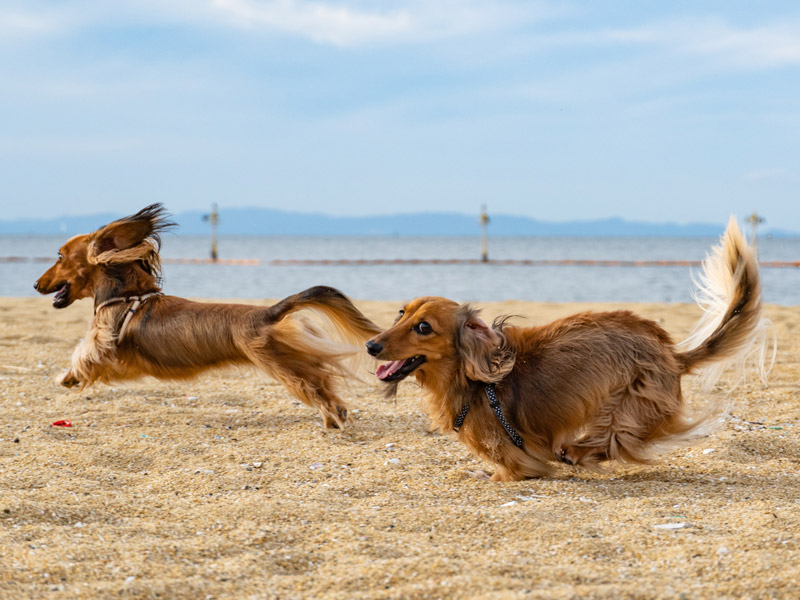 Two dogs run on the beach during a sunny, summer day.