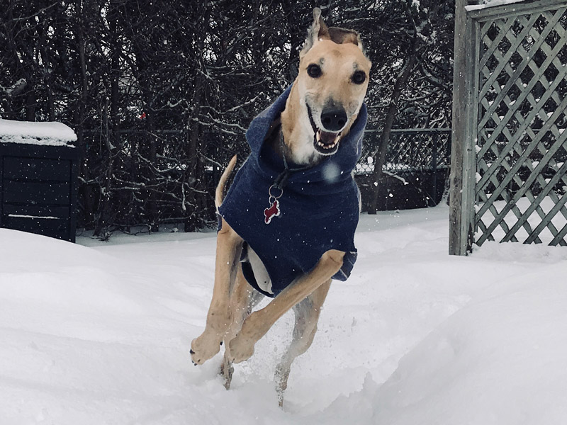 A greyhound running in the snow.