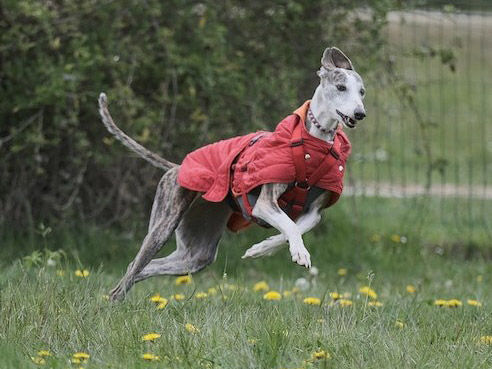 A greyhound sprints outdoors while wearing a jacket,
