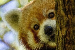 Red Panda peeking