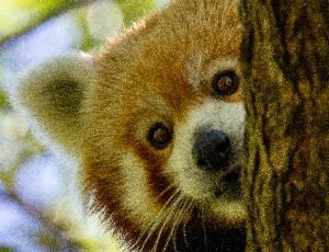 Red Panda peeking