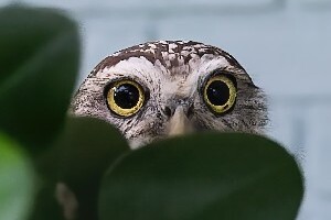 Owl peeking from behind leaves