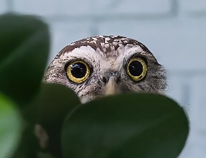 Owl peeking from behind leaves
