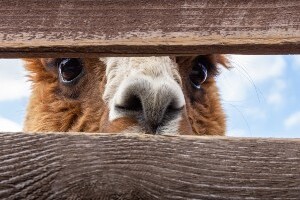 Llama peeking through fence
